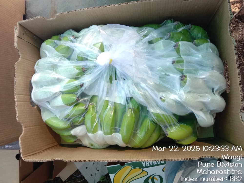 Freshly harvested Cavendish bananas packed for export in Maharashtra