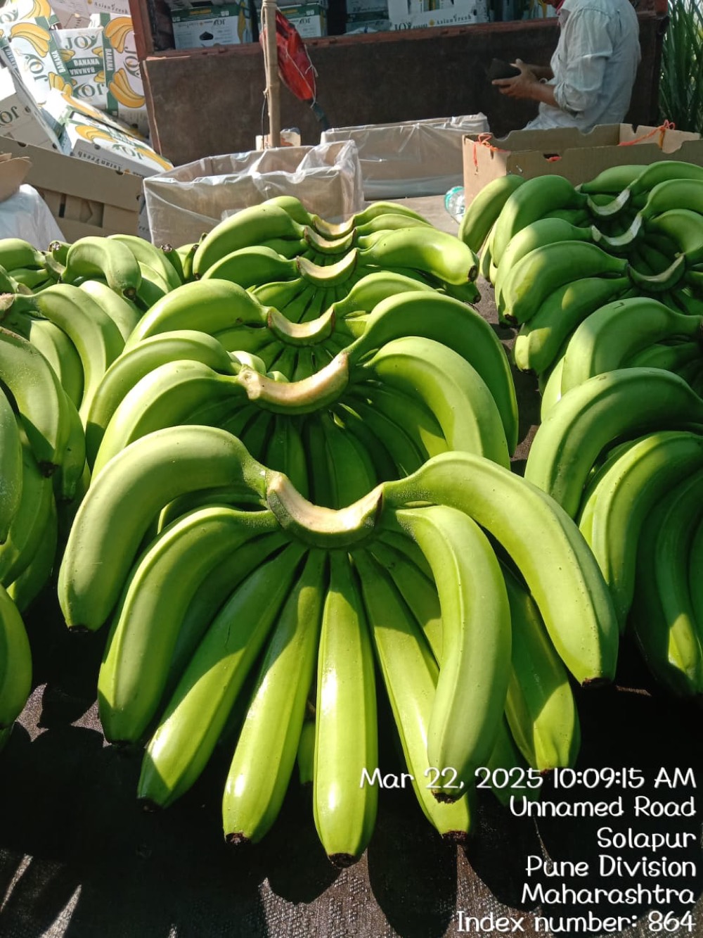 Rows of freshly harvested green Cavendish banana clusters