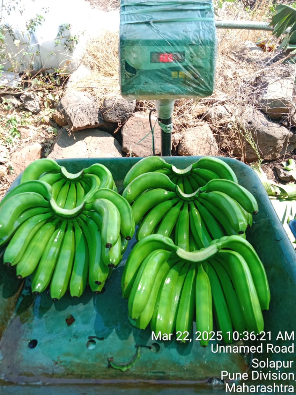 Banana clusters on a weighing scale during quality control
