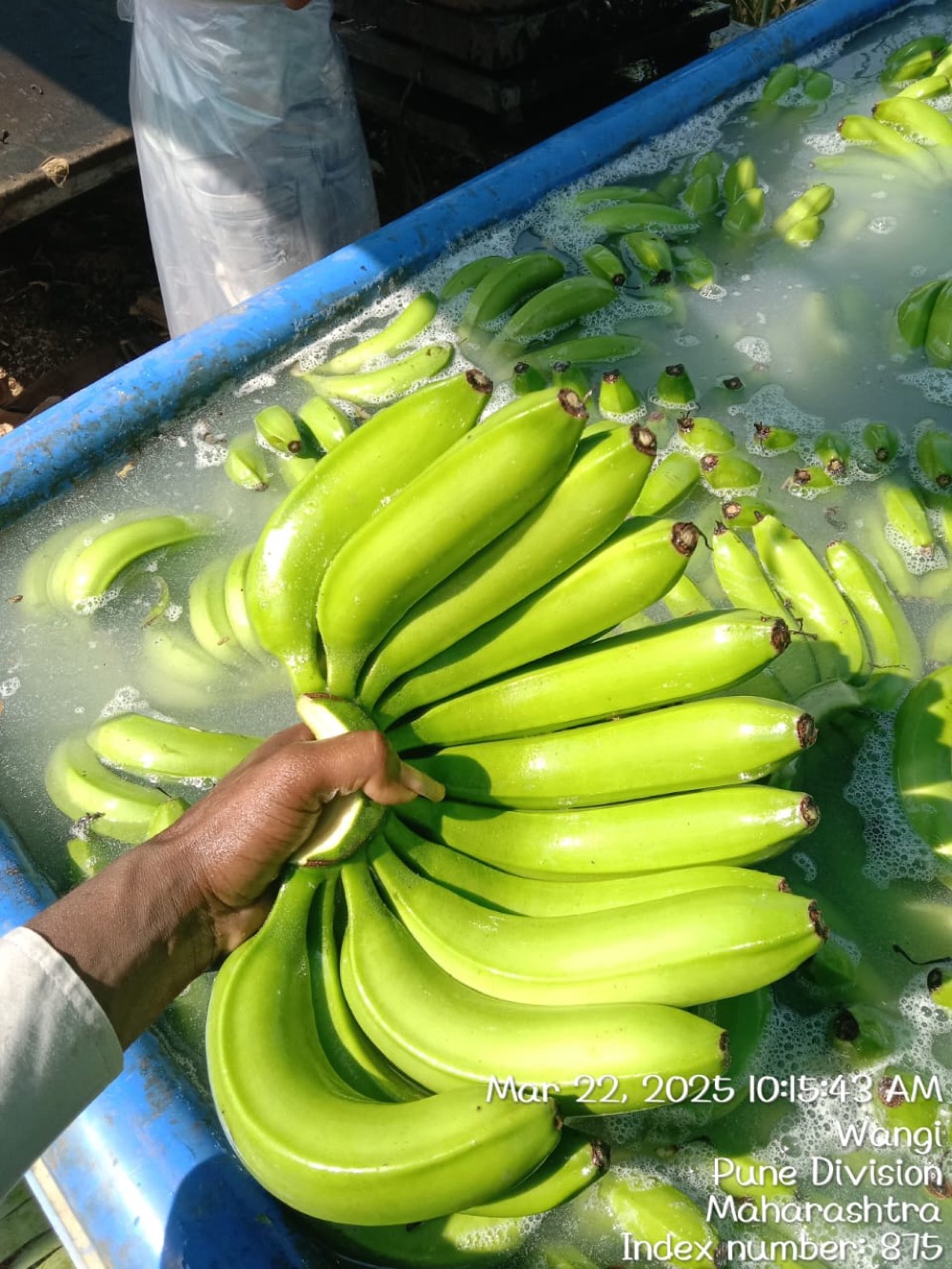 Banana clusters being washed in a packhouse water tank