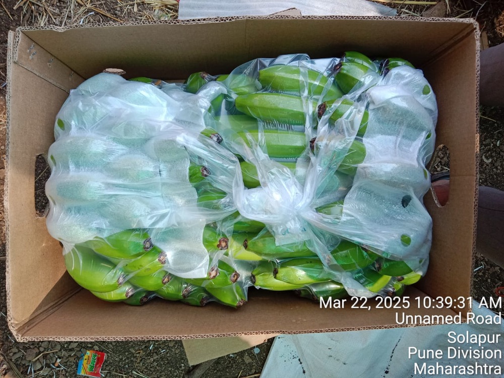 Green Cavendish bananas packed with protective wrapping in an export carton