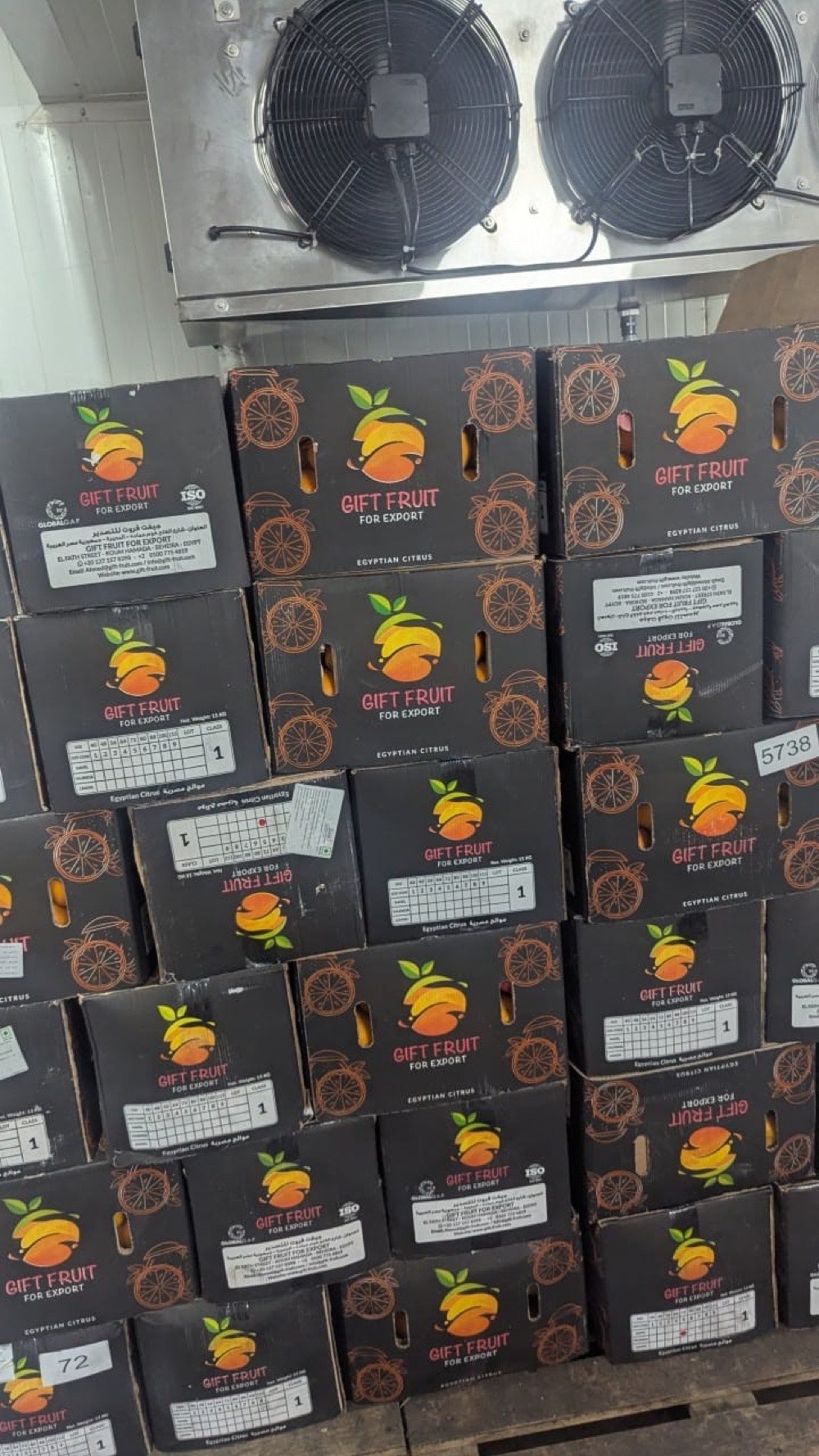 Cartons of export citrus stacked in cold storage
