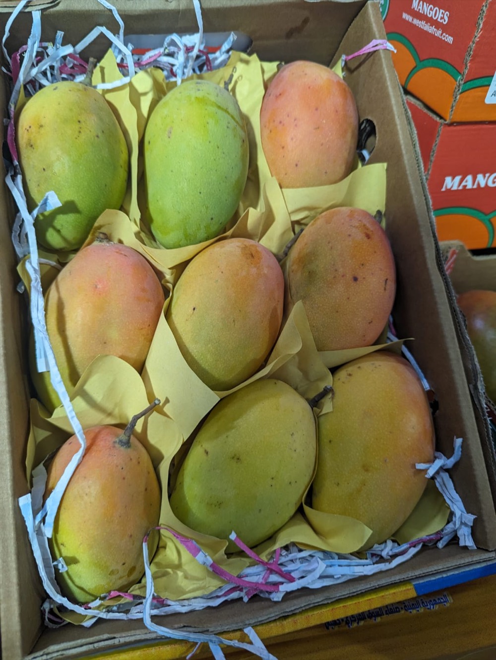 Ripe mangoes individually wrapped in tissue inside a premium box