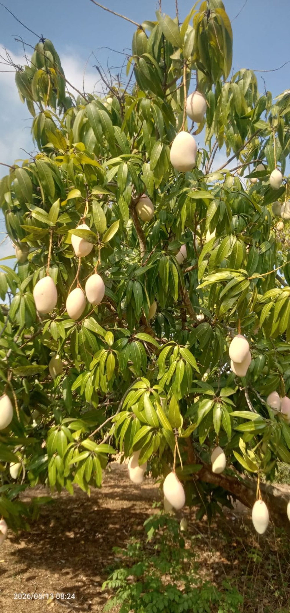 Mango tree heavy with fruit against a blue sky at a partner orchard
