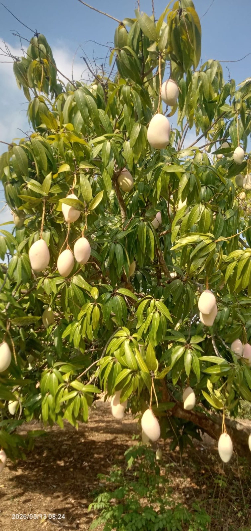 Premium Indian mangoes ripening on the tree