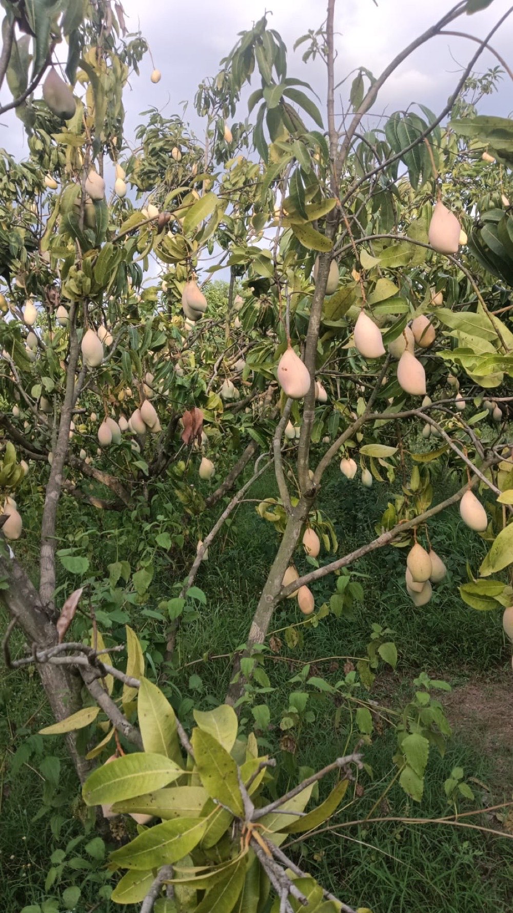 Mango trees heavy with fruit at a partner orchard in India
